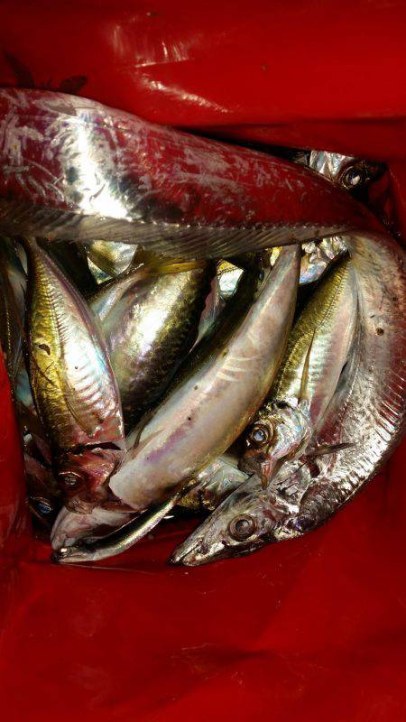 夕まづめに五目釣り