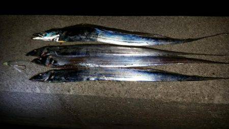 タチウオ遅めのジアイ