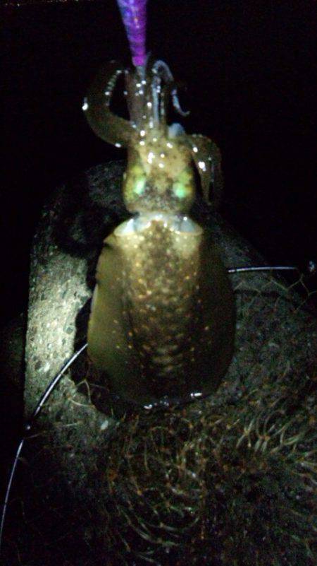 アオリ&サーベル