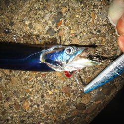 やっとのサゴシ