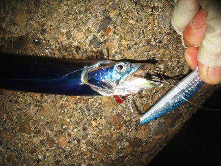 やっとのサゴシ