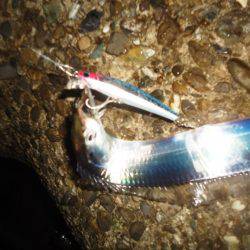 タチウオ～サイズDown