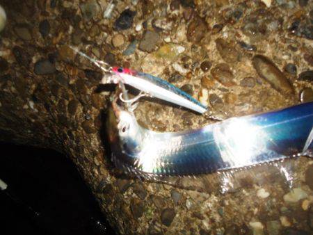 タチウオ～サイズDown