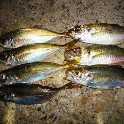 アジング　今季2回目