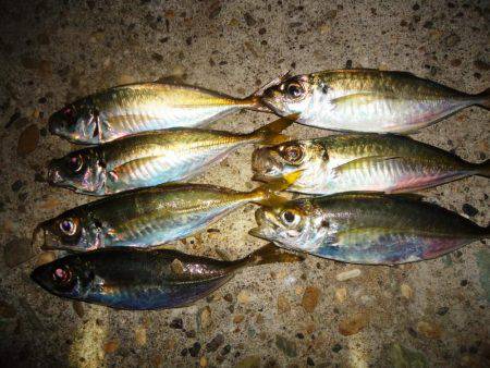 アジング　今季2回目