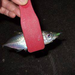 久々のアジング