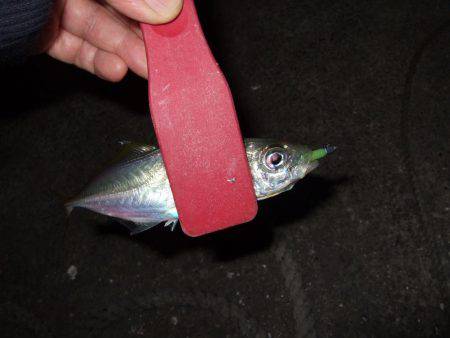 久々のアジング