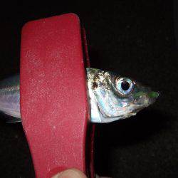 スタートは渋かった