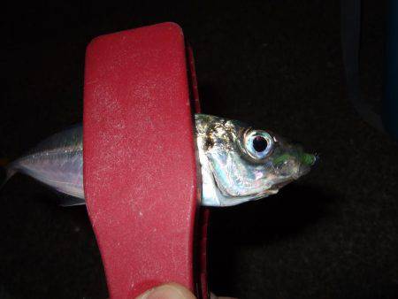 スタートは渋かった