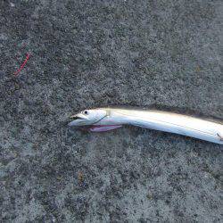 タチウオ 午後3時にゲットも計3尾