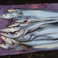 約３０分。ドラゴンは。