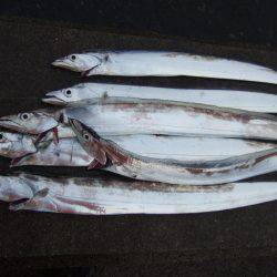 雨と、太刀魚と、鳥。