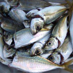 アジ、中サバ等、サビキで!