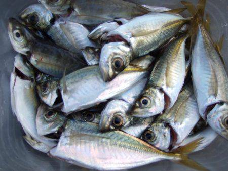 アジ、中サバ等、サビキで!