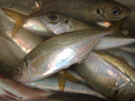 アジ釣り。
