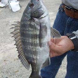 チヌと太刀魚。