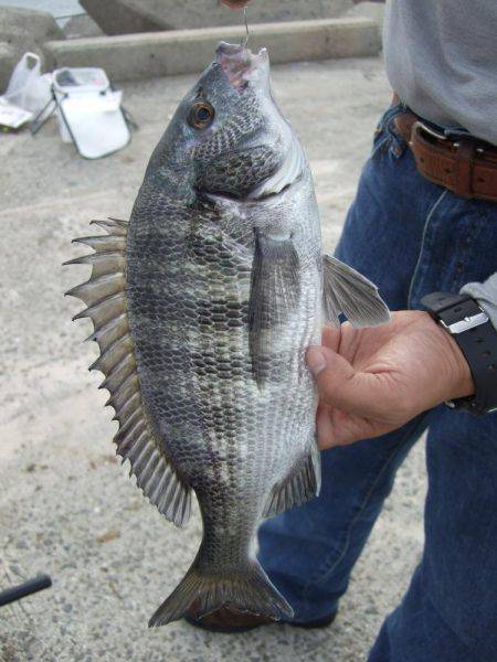 チヌと太刀魚。