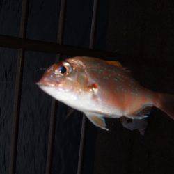 イワシを求めて。