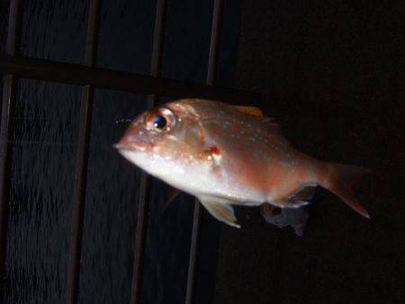 イワシを求めて。