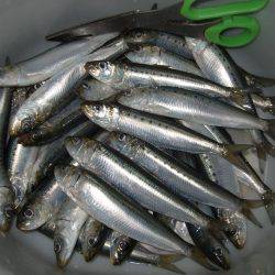 イワシ釣りなのかアジ釣りか