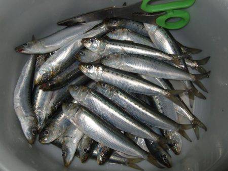 イワシ釣りなのかアジ釣りか