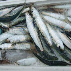 マイワシ　大漁！