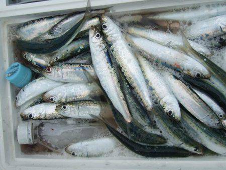 マイワシ　大漁！