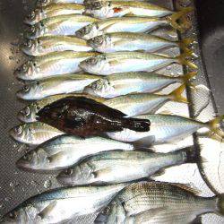 のんびりアジ釣り。いろいろ釣れました。