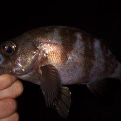 １投目からメバル！