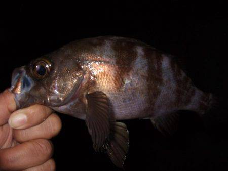 １投目からメバル！