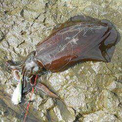 釣り日和、磯でアオリイカのヤエン釣り