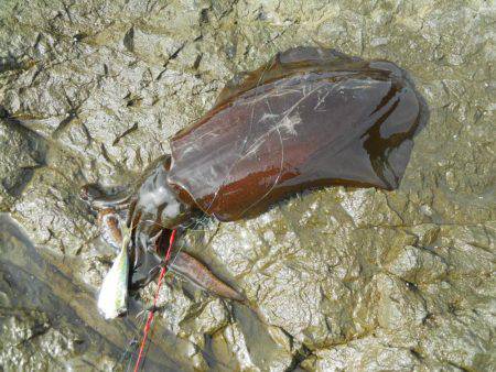 釣り日和、磯でアオリイカのヤエン釣り