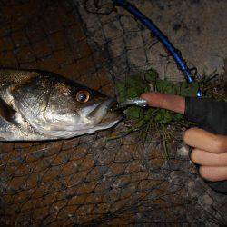 短時間でも好調のシーバス♪