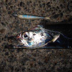 JHリグでタチウオ連発♪