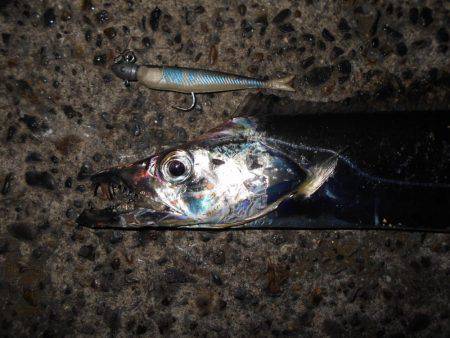 JHリグでタチウオ連発♪