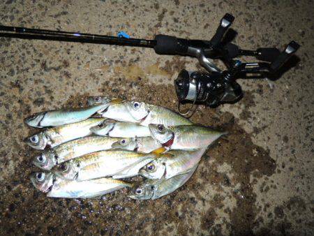 イワシに邪魔されながら