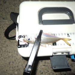 アタリはずれが大きくなってきました