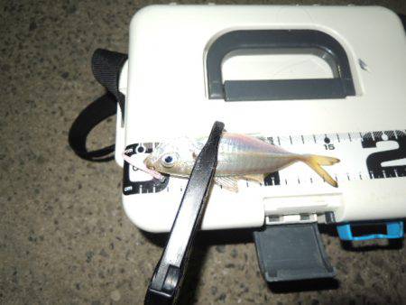 アタリはずれが大きくなってきました