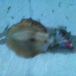 寒中エギング？