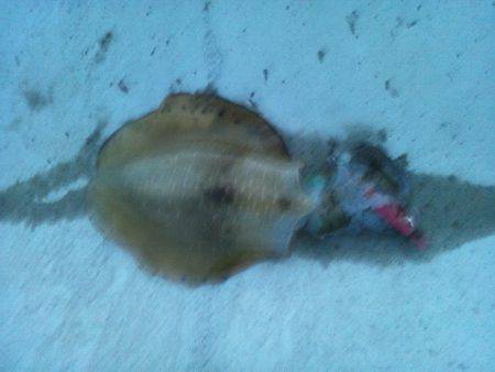 寒中エギング？