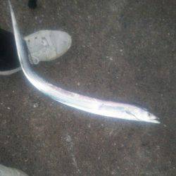 サゴシではなく太刀魚が！