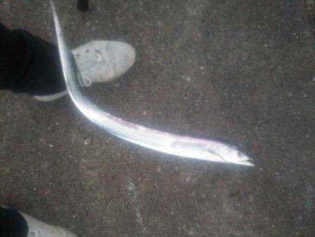 サゴシではなく太刀魚が！