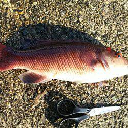 初エビ撒き釣り