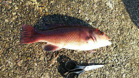 初エビ撒き釣り