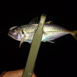 雨の中のアジング