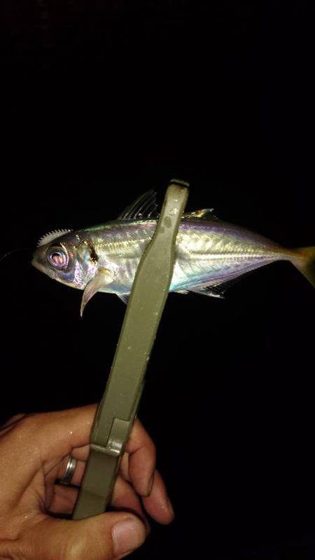 雨の中のアジング