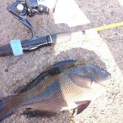 青物不発、グレ、アジ、メバルは高活性です。