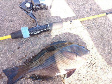 青物不発、グレ、アジ、メバルは高活性です。…