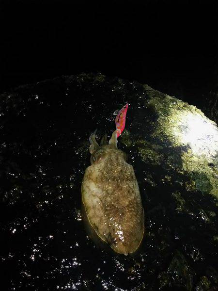 ナイターエギング