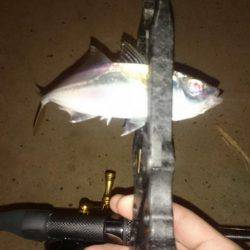 アジング釣行記